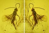 Fossil Wasp (Hymenoptera) In Baltic Amber #207512-2